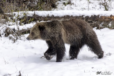Grizzly Jam in Pelican Valley YNP 2025